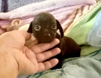 Chiweenie baby boy, a male Chihuahua and Miniature Dachshund for sale in Atascocita, TX – 2 of 6