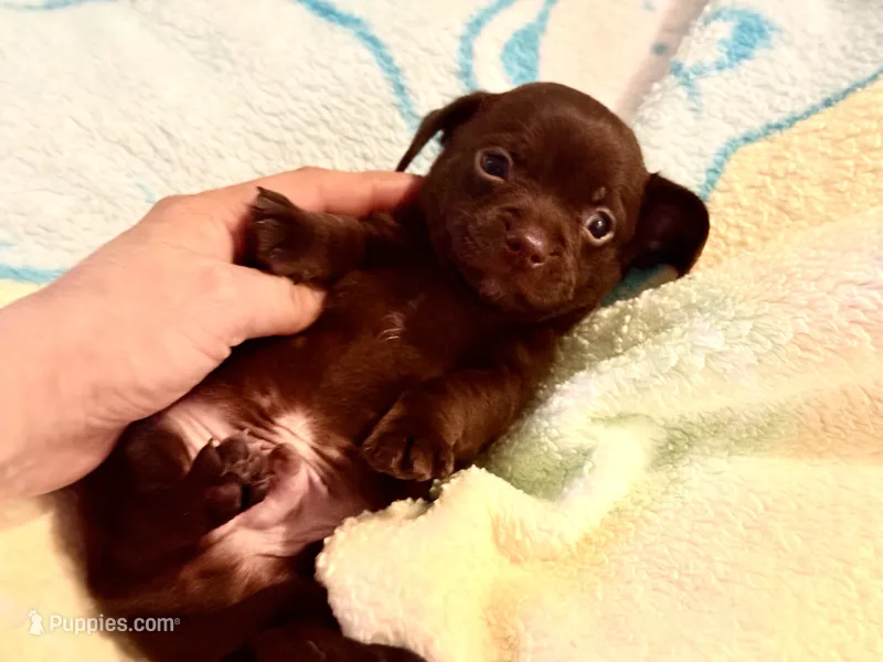 Chiweenie baby boy – Chihuahua, Miniature Dachshund puppy for sale in Atascocita, TX