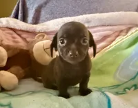 Chiweenie baby boy, a male Chihuahua and Miniature Dachshund for sale in Atascocita, TX – 3 of 6