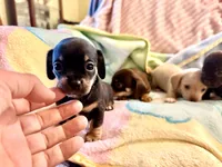 Chiweenie girl, a female Dachshund and Chihuahua for sale in Atascocita, TX – 5 of 7