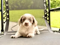 Sweet boy, a male Chihuahua and Miniature Dachshund for sale in Atascocita, TX – 4 of 4