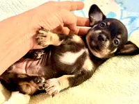 Chiweenie girl, a female Dachshund and Chihuahua for sale in Atascocita, TX – 7 of 7