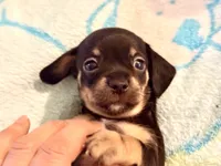 Chiweenie girl, a female Dachshund and Chihuahua for sale in Atascocita, TX – 3 of 7