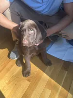 Biscuit , a male Labrador Retriever for sale in Glen Allen, VA – 5 of 7