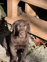 Biscuit , a male Labrador Retriever for sale in Glen Allen, VA – 2 of 7