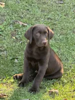 Biscuit , a male Labrador Retriever for sale in Glen Allen, VA – 6 of 7
