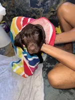 Biscuit , a male Labrador Retriever for sale in Glen Allen, VA – 4 of 7