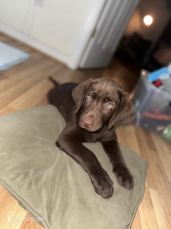 Biscuit  – Labrador Retriever puppy for sale in Glen Allen, VA