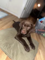Biscuit , a male Labrador Retriever for sale in Glen Allen, VA – 1 of 7