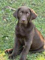 Biscuit , a male Labrador Retriever for sale in Glen Allen, VA – 3 of 7
