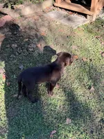 Biscuit , a male Labrador Retriever for sale in Glen Allen, VA – 7 of 7