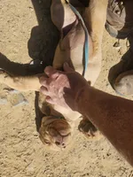 Green, a female Labrador Retriever for sale in Chelsea, OK – Photo 4 of 9