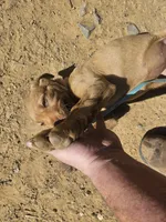 Green, a female Labrador Retriever for sale in Chelsea, OK – Photo 8 of 9