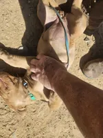 Green, a female Labrador Retriever for sale in Chelsea, OK – Photo 3 of 9
