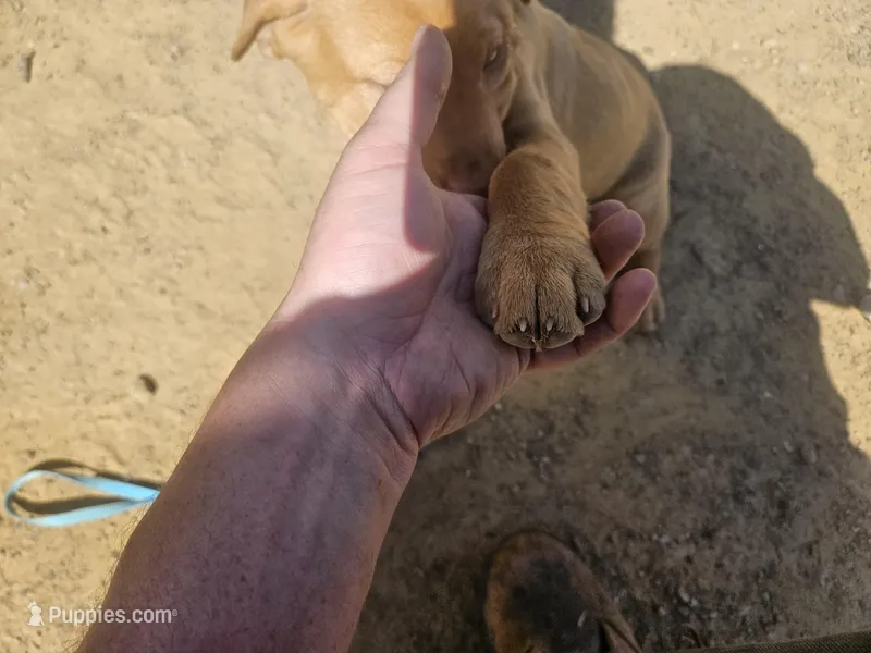 Green – Labrador Retriever puppy for sale in Chelsea, OK