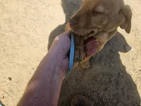 Green, a female Labrador Retriever for sale in Chelsea, OK – Photo 2 of 9