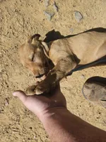 Green, a female Labrador Retriever for sale in Chelsea, OK – Photo 9 of 9