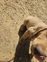 Blue, a male Labrador Retriever for sale in Chelsea, OK – Photo 6 of 9