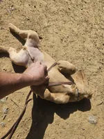 Blue, a male Labrador Retriever for sale in Chelsea, OK – Photo 8 of 9