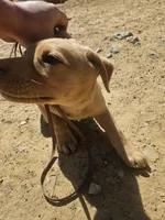 Blue, a male Labrador Retriever for sale in Chelsea, OK – Photo 4 of 9