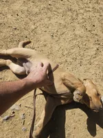 Blue, a male Labrador Retriever for sale in Chelsea, OK – Photo 7 of 9