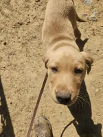 Blue, a male Labrador Retriever for sale in Chelsea, OK – Photo 2 of 9