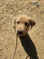 Blue, a male Labrador Retriever for sale in Chelsea, OK – Photo 3 of 9