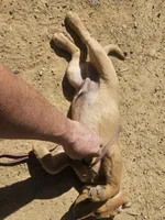 Blue, a male Labrador Retriever for sale in Chelsea, OK – Photo 5 of 9
