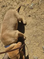 Blue, a male Labrador Retriever for sale in Chelsea, OK – Photo 9 of 9