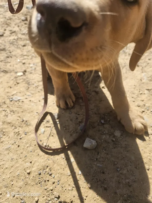 Blue – Labrador Retriever puppy for sale in Chelsea, OK