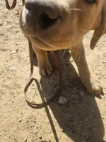 Blue, a male Labrador Retriever for sale in Chelsea, OK – Photo 1 of 9
