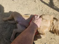 Grey, a female Labrador Retriever for sale in Chelsea, OK – Photo 6 of 8