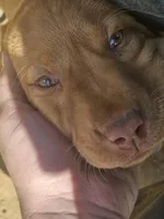 Grey, a female Labrador Retriever for sale in Chelsea, OK – Photo 5 of 8