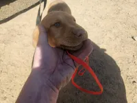 Grey, a female Labrador Retriever for sale in Chelsea, OK – Photo 2 of 8
