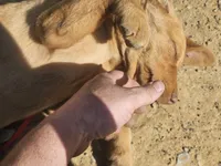 Grey, a female Labrador Retriever for sale in Chelsea, OK – Photo 7 of 8