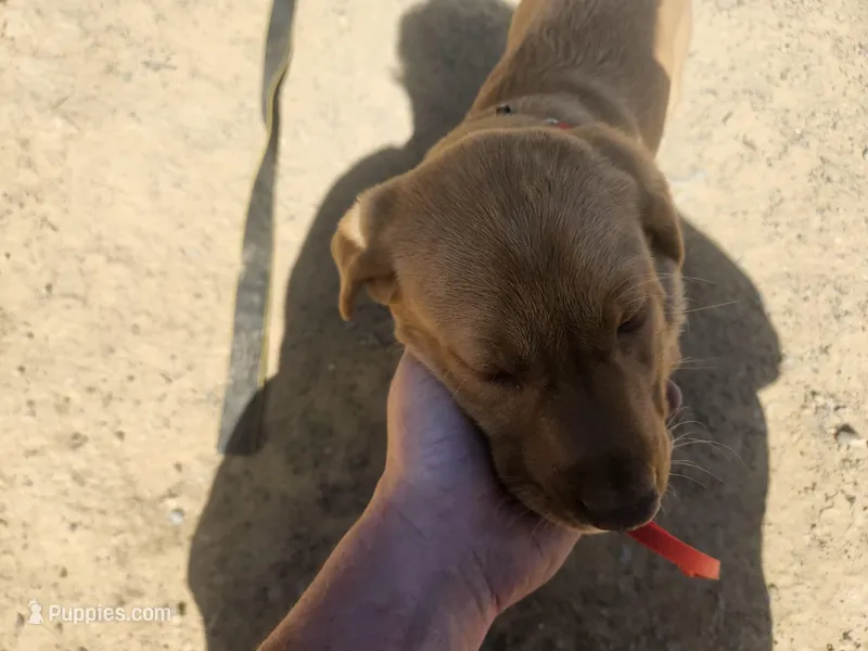 Grey – Labrador Retriever puppy for sale in Chelsea, OK