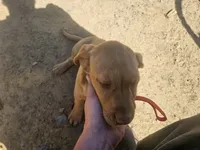 Grey, a female Labrador Retriever for sale in Chelsea, OK – Photo 4 of 8