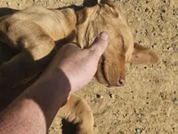 Grey, a female Labrador Retriever for sale in Chelsea, OK – Photo 8 of 8