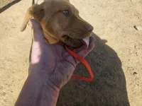 Grey, a female Labrador Retriever for sale in Chelsea, OK – Photo 3 of 8