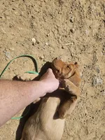 Pink, a female Labrador Retriever for sale in Chelsea, OK – Photo 4 of 10