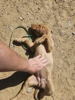 Pink, a female Labrador Retriever for sale in Chelsea, OK – Photo 9 of 10