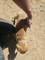 Pink, a female Labrador Retriever for sale in Chelsea, OK – Photo 3 of 10