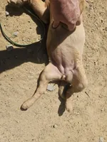 Pink, a female Labrador Retriever for sale in Chelsea, OK – Photo 5 of 10