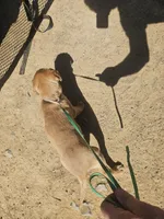 Pink, a female Labrador Retriever for sale in Chelsea, OK – Photo 6 of 10