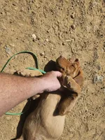 Pink, a female Labrador Retriever for sale in Chelsea, OK – Photo 7 of 10
