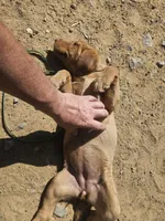 Pink, a female Labrador Retriever for sale in Chelsea, OK – Photo 8 of 10