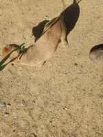 Pink, a female Labrador Retriever for sale in Chelsea, OK – Photo 10 of 10