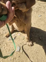 Pink, a female Labrador Retriever for sale in Chelsea, OK – Photo 1 of 10