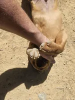 Black , a female Labrador Retriever for sale in Chelsea, OK – Photo 2 of 8