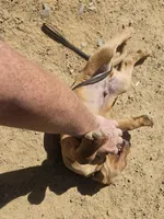 Black , a female Labrador Retriever for sale in Chelsea, OK – Photo 4 of 8